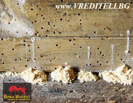 Корояд и дървояд – отличителни разлики между тях? - Бран Инсект